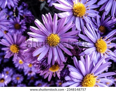 Purple European Michaelmas daisy  flower Royalty-Free Stock Photo #2348148757