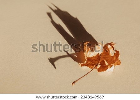 Single autumn maple tree leaf with shadow isolated on pastel background. Flat lay, top view. Minimal design concept.