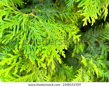 Green Thuja Hedge Tileable Seamless Texture
