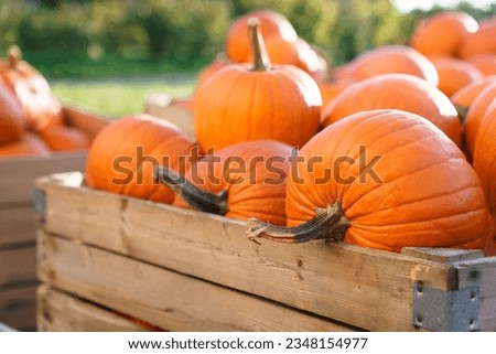 Pumpkins in wooden boxes. Autumn harvest on farm. Homegrown organic eco-friendly food. Vegetables from rural family garden. Local market preparing for Halloween, Thanksgiving day in backyard. Closeup