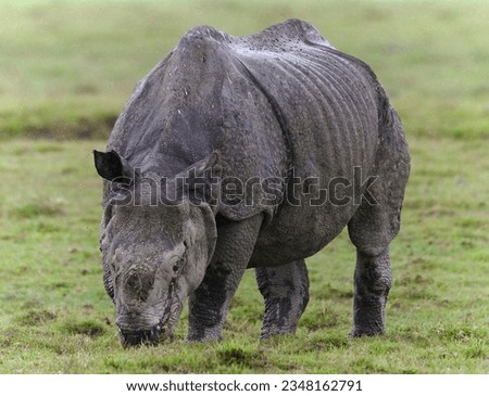 One Horned Rhino from kaziranga assam