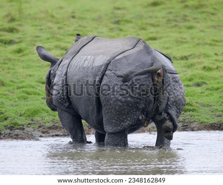 One Horned Rhino from kaziranga assam