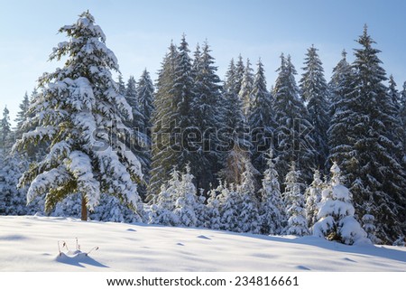 Winter landscape with high spruces and snow in mountains 
