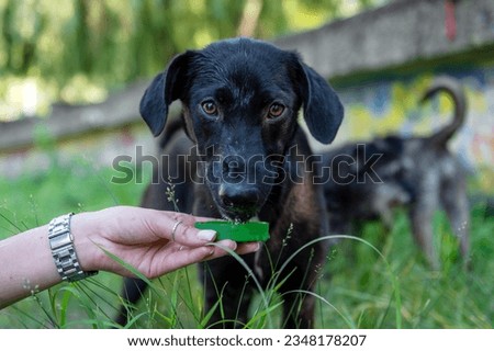 Happy dog drinking water from woman hand. Homeless black dog drinks water from the hands of a volunteer. Royalty-Free Stock Photo #2348178207