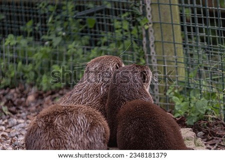Portrait of two Otters from behind