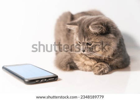 Close-up of a cat lying down looking at a smartphone. Royalty-Free Stock Photo #2348189779