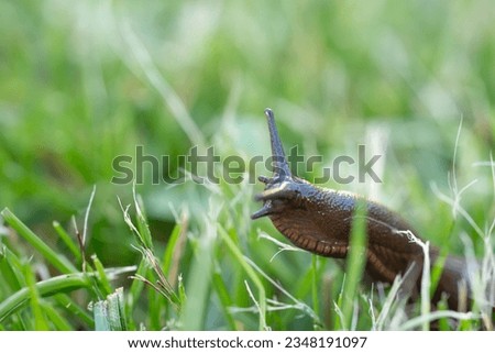 snail  slug on green grass Royalty-Free Stock Photo #2348191097