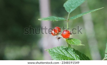 Delicate delights of Rubus saxatilis: Unveiling the charms of the Stone bramble. Red, fleshy drupes in the alpine meadow. Summer season Royalty-Free Stock Photo #2348191549