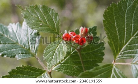 Delicate delights of Rubus saxatilis: Unveiling the charms of the Stone bramble. Red, fleshy drupes in the alpine meadow. Summer season Royalty-Free Stock Photo #2348191559