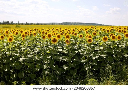 Fields plantation of blooming bright sunflowers at summertime. Botany. Cultivation of eco oilseeds. Harvest agriculture time. Sunflower seeds. Picture of an advertisement for sunflower vegetable oil.