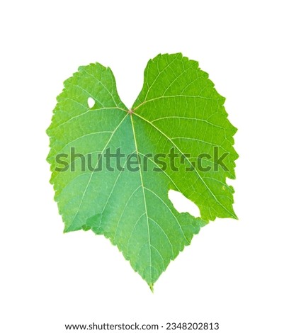 Green leaf isolated on transparent background, PNG File Format.