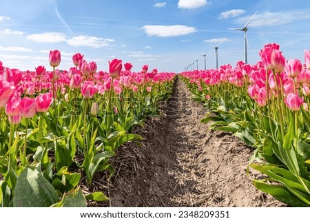 field with rose pink triumph tulips (variety ‘Dynasty’) in Flevoland, Netherlands Royalty-Free Stock Photo #2348209351