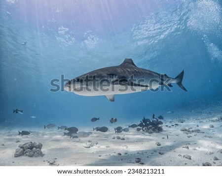 Tiger Shark Fuvahmulah Maldives Scuba Diving