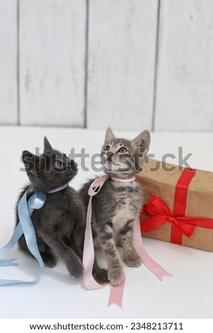 Kittens looking up, on a white background, pets, greeting card, frame, free space, place for text, background image