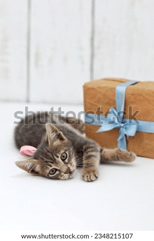 Kitten with blue ribbon, lying, playing on white background, gift, holiday, free space, place for text, background image