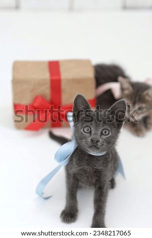 Gray kitten, portrait, on white background, holiday gift, free space, place for text, background image