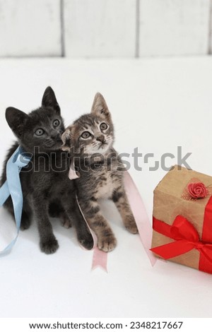 Two little kittens sitting on white background, looking up, gift, holiday, free space, place for text, background image
