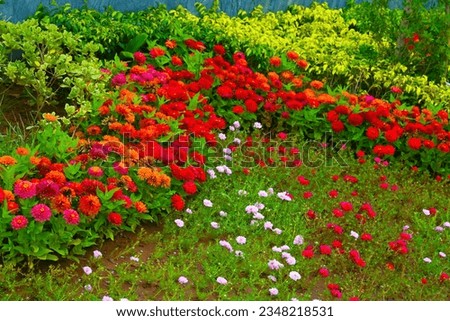 red roses, nature, beautiful, greenery, garden,