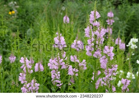 Pale pink Physostegia virginiana, the obedient plant or false dragonhead, in flower. Royalty-Free Stock Photo #2348220237