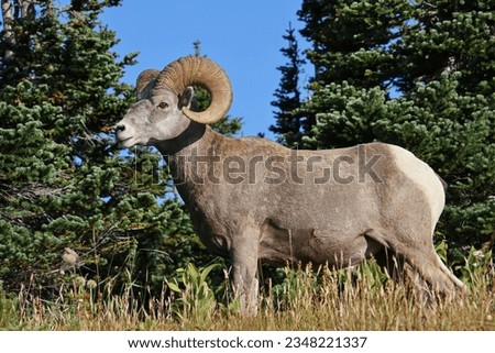 Bighorn sheep on hilltop in Glacier National Park, Montana Royalty-Free Stock Photo #2348221337