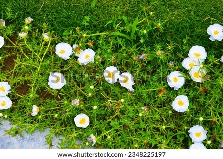 moss-rose purslane, white roses, greenery, plant, beautiful