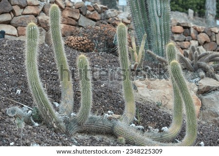 Cactus grows in summer in Spain