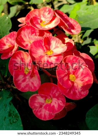 beautiful red flower, suitable for slide background