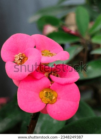 beautiful red flower, suitable for slide background