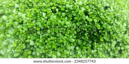 Amazing background and texture images of amazing natural green plants. plants are very crucial  for now a days for world.