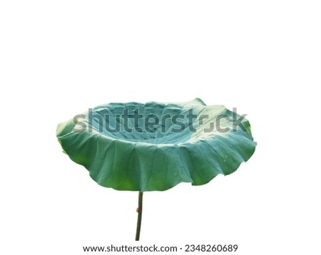 Lotus leaf isolated on white background.