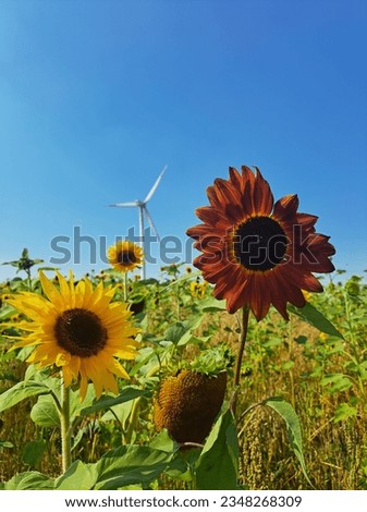          ,, Sunflower"
The picture shows two sunflowers ,yellow and red.It receires strong sunlights .There is a windmill in the back and the background of the sky is as clear as water..