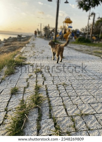 tabby cat walking on the beach