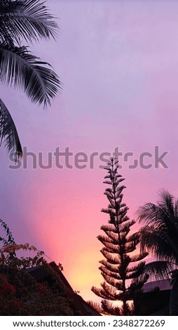Low angle view of silhouette palm trees and pine trees against sky in during sunset
