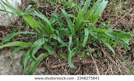 Grass growing small green grass background illustration nature background image
