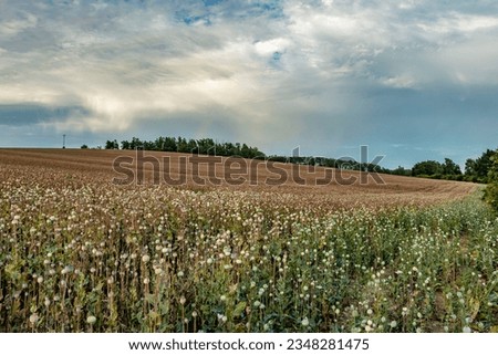 summer poppy field before harvest and sloudy sky with part of rainbow