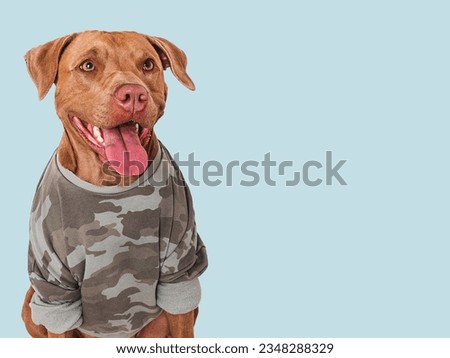 Cute brown dog and military shirt. Closeup, indoors. Studio shot. Congratulations for family, loved ones, relatives, friends and colleagues. Pets care concept