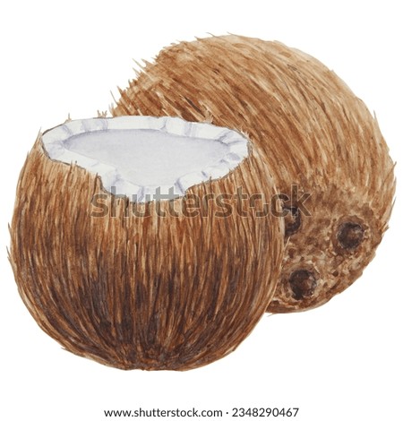 Coconut botanical illustration isolated on white background. Watercolor hand drawn tropical clip art. For prints, cards, textile. Painting for menu, prints, textile. Good for travel, spa, restaurant