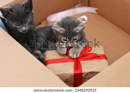 Box with kittens, gift, greeting, free space, place for text, background image