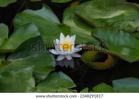 White water lily (Nymphaea alba L.) also commonly known as water lily or water lily - a species of perennial from the Nymphaeaceae family Royalty-Free Stock Photo #2348291817