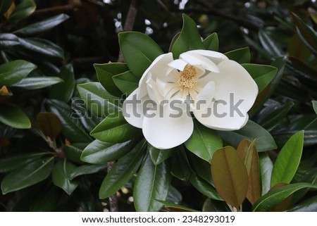 Flower of Magnolia grandiflora, commonly known as the southern magnolia or bull bay
