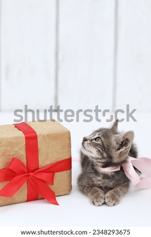 Kitten, pet, gray cat, on a white background, frame for greetings, holiday, gift, free space, place for text, background