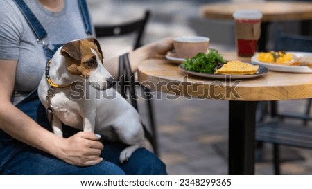Jack Russell sitting on the owner's lap in a street cafe. Woman having breakfast in dog friendly outdoor cafe.  Royalty-Free Stock Photo #2348299365