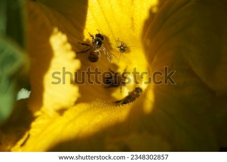 A picture of bee in a zucchini flower
