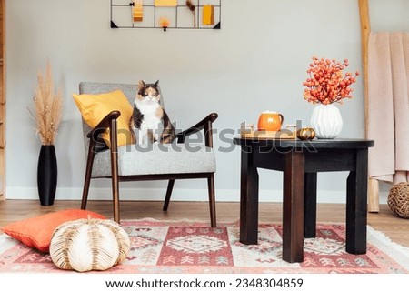 Stylish Scandinavian interior of living room with modern armchair with sitting relaxed cat pet, coffee table, natural autumn decor,stairs with plaid. Cozy home interior design with fall mood. Royalty-Free Stock Photo #2348304859