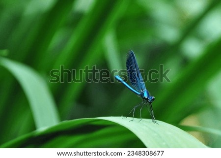 A blue dragonfly finds respite upon a glistening emerald leaf. The dragonfly's iridescent wings 
shimmer like sapphires kissed by sunlight, casting a spellbinding display of colors that shift.