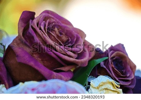 Background image for Windows with bright juicy beautiful purple roses. Beautiful romance card with large purple roses. A bouquet of expensive Dutch roses close-up in focus. A romantic gift for a girl Royalty-Free Stock Photo #2348320193