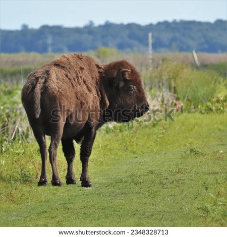 American Bison Buffalo Paynes Prairie Preserve State Park Bolan Bluff Micanopy Gainesville Florida Native Species 