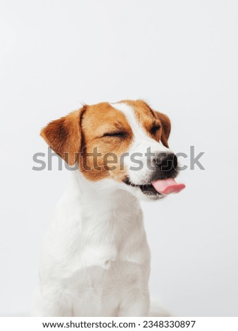 One adorable Jack Russell Terrier with tongue sticking out posing isolated over white background. Cute and funny dog sitting with tongue and closed eyes