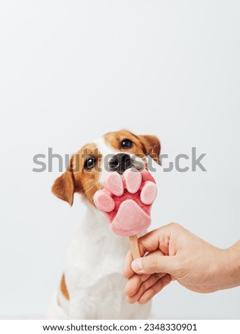 The Jack Russell Terrier eats ice cream on a white background. A male hand holds an ice cream for a cute dog