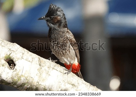 A perched Red vented Bulbul (Pycnonotus cafer) in Viti Levu, Fiji Royalty-Free Stock Photo #2348338669